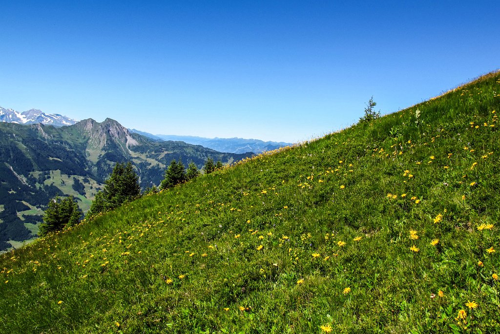 70 Arnikawiesen ueberall.jpg